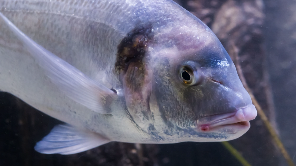 peces