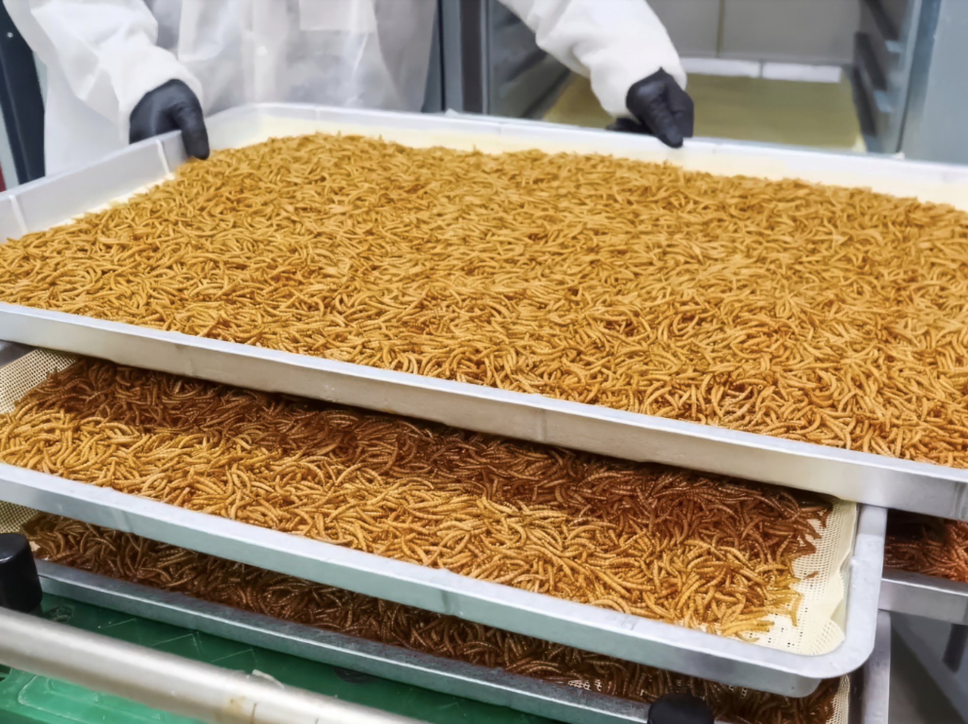 LIVLAB-IN ensaya el potencial de la insecticultura en lechuga y br�coli