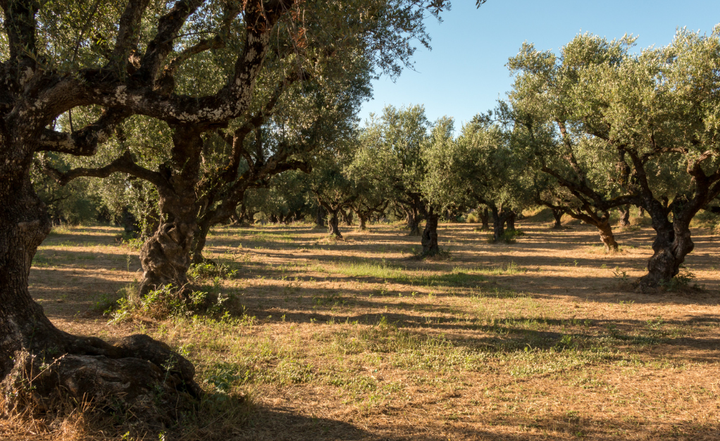 Olivar