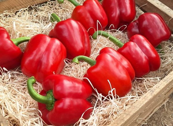 pimiento asem