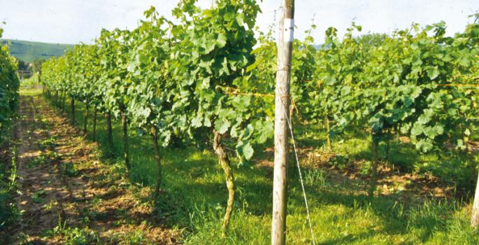 Vi�edo Rancho Merced